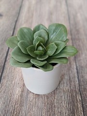 Green Succulent In White Pot 4.5″ x 4″ Project 62 Target Artificial Dudleya