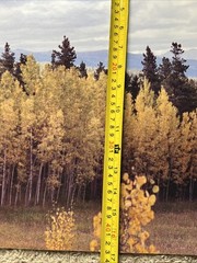 Colorado Aspens Cripple Creek Gold Mine Rocky Mountain Fall Medium About 16 X 28