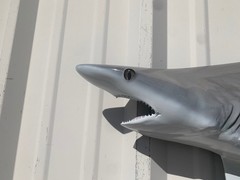 45″ Blacktip Shark Half Mount Shark Replica – Quick production