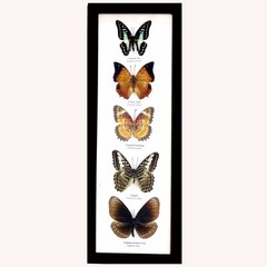 Real Framed Butterflies – Butterfly Moth Art Taxidermy Wall Décor15 x 5.25 Frame