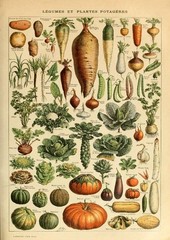Vintage French Vegetable Poster Print Adolphe Millot Kitchen Decor Wall 24×36