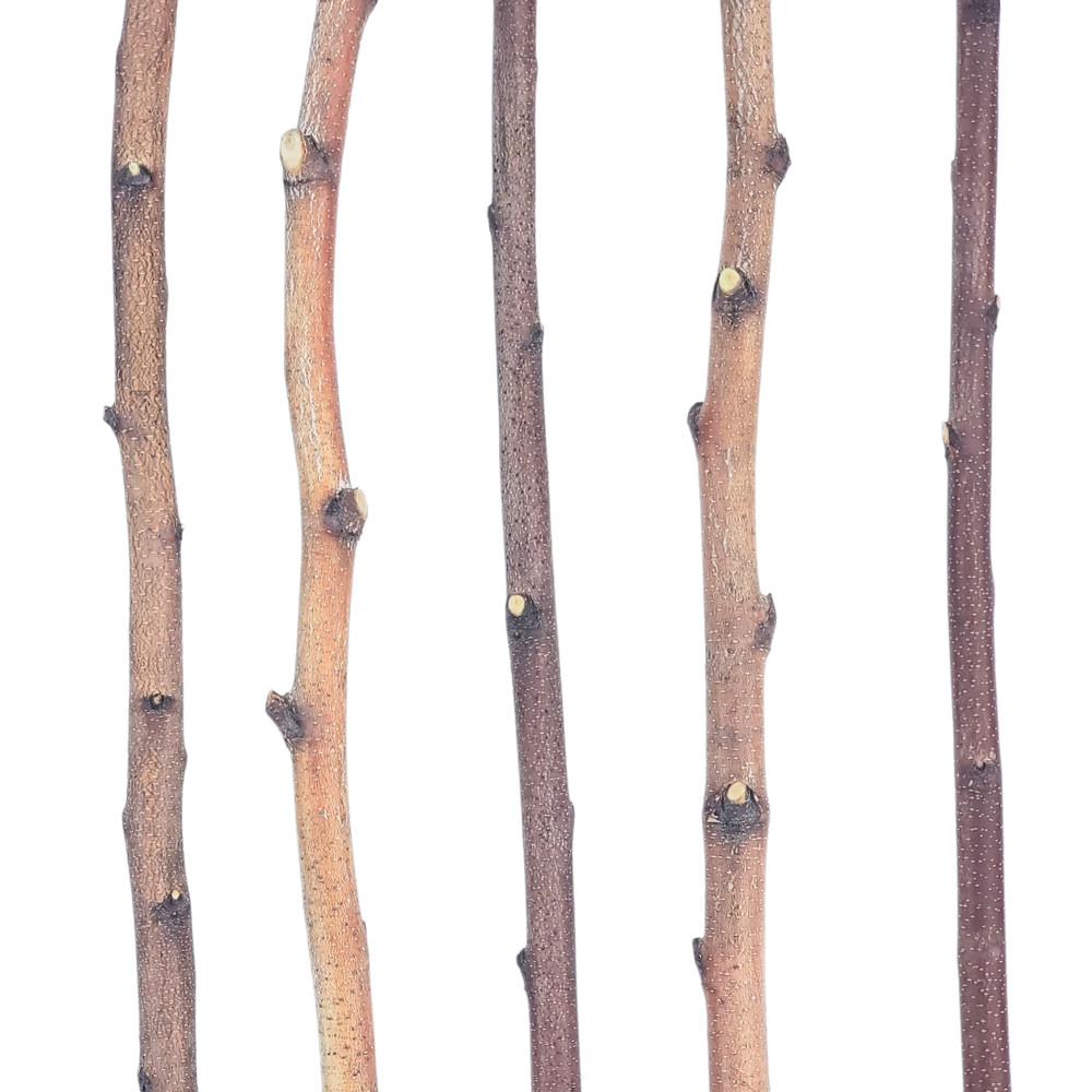 4ft. Birch Pole Assortment, 4 pc. for Wood Craft, Macrame, Rustic Curtain Rods