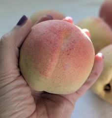 Faux FRUIT Life-Sized Yellow PEACHES 3″ Fuzzy LIFELIKE lightweight Set/ LOT x12