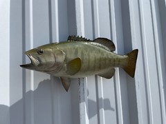 20″ Smallmouth Bass (Green) Half Mount Fish Replica – Quick Production