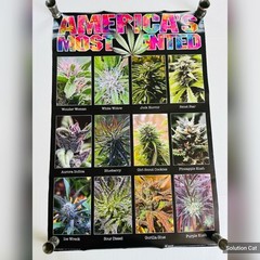 Americas Most Wanted Cannabis Large Wall Poster College Collection 24×36 inch