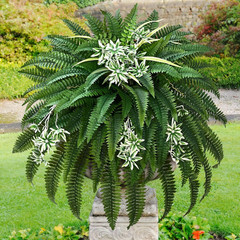 60″ 2-Pc UV Resistant Faux Ferns & Spider Plants for Indoor/Outdoor Decor