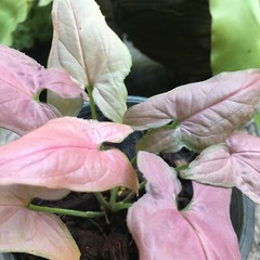 Syngonium Pink
