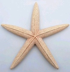 Finger Starfish 9″ Textured Plaster Cement Beach Costal Nautical Decor *Set Of 2