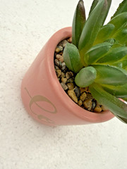Potted Faux Succulent Pink «Love» 4″ FAST SHIP!