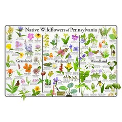 Native Wildflowers of Pennsylvania Flower Identification Poster Science Chart