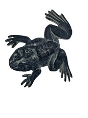 Vintage Cast Iron 1966 Virginia Metalcrafters 18-21K FROG Door Stop ~ Pristine!