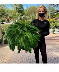 2 Pack Artificial Large Boston Fern Plant Wall Hanging Decoration Home Decor