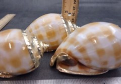 Silver Edged Banded Bonnet Shell Phalium Bandatum (1 shell approx. 3+ inches)