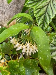 Hoya Multiflora Shooting Star Rare Blooming Hoya Star Flower Wax Plant Easy Care