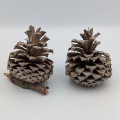 Natural Large Pine Cones Set Rustic Home Decor Christmas Crafting Woodland 2pc