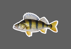 Yellow Perch Sticker Fish Animal Outdoor Wildlife Nature Gift Waterproof NEW