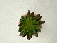 Potted Faux Succulent Pink «Love» 4″ FAST SHIP!