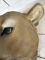 Puma Wall Art Eye-Catching Large Animal Head Fast Shipping