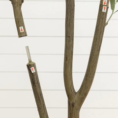 7′ Artificial Olive Tree in White Decorative Planter
