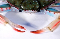 6 inch Maryland Blue Crab Beach Tiki Bar Wall Mount Decor Sculpture 90BF
