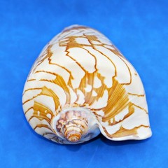 Natural Cymbiola nobilis Shell – Noble volute Sea shell, 5.75 – 7.25 Inch