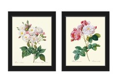French Roses Botanical Prints Wall Art Set of 2 Beautiful Antique Unframed
