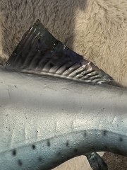 30” Salmon Half Mount King Salmon (Chinook) or Coho
