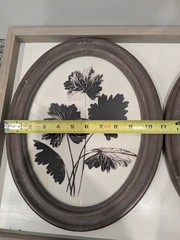 Set Of Black And White Botanical Prints under Glass In Oval Frame Gallery Wall