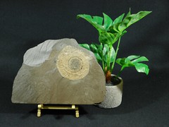 Easel Display Stand Medium Size Metal Folding Brass Color