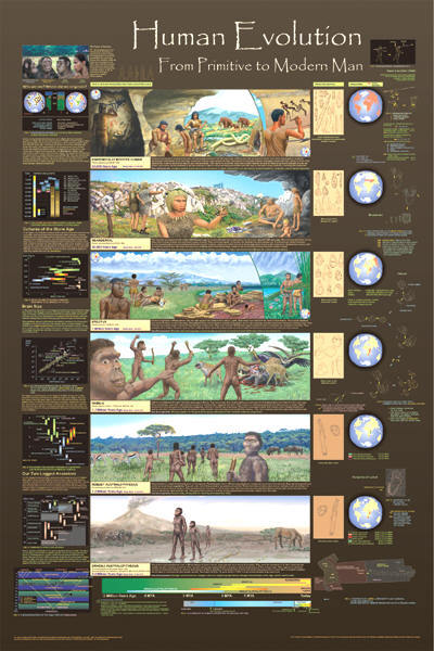 Human Evolution Educational chart poster poster Print 24×36 FREE SHIPPING