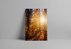 Sun Rays Between Forest Trees Art Wall Decor – POSTER 20×30