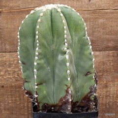 D3005 ASTROPHYTUM MYRIOSTIGMA NUDUM VERY OLD pot14-H26-W17 cm MaMa Cactus