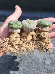 ONE(1) RARE Cactus sp koehresii, seed grown in 2.60″ pot, large root
