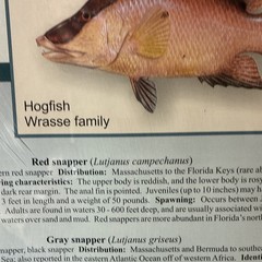 Sport fishing Florida’s Snapper Illustration Diane Rome Peebles 38Hx26W