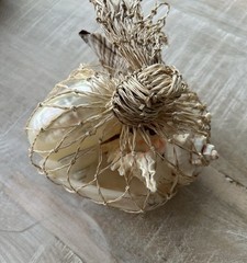 Pottery Barn Mixed Shell Vase Filler – 5 Shells NWT