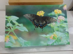 Vintage Butter Flying Around White Flowers FRAMED IN REAR READY TO HANG MINT
