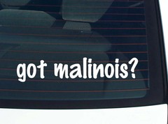 got malinois? CAR DECAL BUMPER STICKER VINYL FUNNY JOKE WINDOW