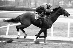 WALL POSTER: SECRETARIAT Poster Sports Poster 2 (20×30)