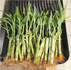 Lucky Bamboo + FREE Chocolates for Sweet Fortune! Bring Home Luck & Choco Bliss!