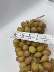 Faux Green Grapes Large Cluster Rubber Vintage