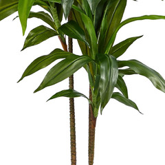 48In Dracaena Silk Plant (Real Touch) Green