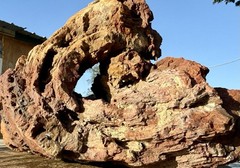 TREMENDOUS* 29# Fossil Wood~Hollow-Hole Thru Center/Striking Color • Aqua-Scape
