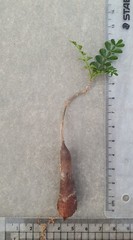 Operculicarya pachypus seedling