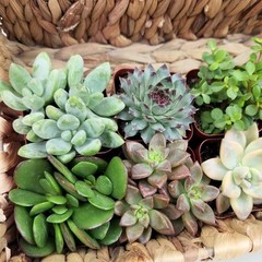 Multicolor Succulent Pack of 6 Live Indoor Plants Easy Care Home Decor New