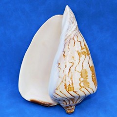Natural Cymbiola nobilis Shell – Noble volute Sea shell, 5.75 – 7.25 Inch