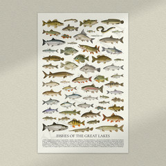 Fishes of the Great Lakes Retro Style Identification Chart Premium Matte Poster