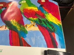 WALASSE TING Parrots