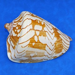 Natural Cymbiola nobilis Shell – Noble volute Sea shell, 5.75 – 7.25 Inch
