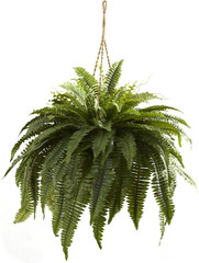 6788 Double Giant Boston Fern Hanging Basket,Green
