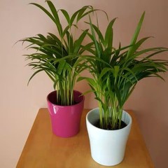 Areca Palm – Live 4-Inch 3-Pack, Easy-Care Tropical Houseplants with Lush Gre…